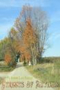 Streets Of Autumn - Preview