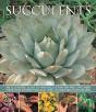Succulents - Preview