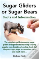 Sugar Glider Or Sugar Bear