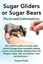Sugar Glider Or Sugar Bear - Preview