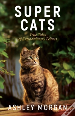 Capa do artigo Super Cats