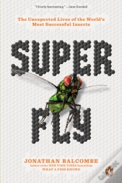 Capa do artigo Super Fly