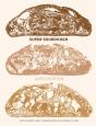 Super Sourdough - Preview