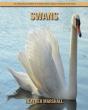 Swans - Preview
