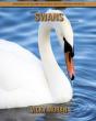 Swans - Preview