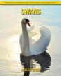 Swans - Preview