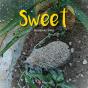 Sweet  - Preview