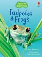 Tadpoles And Frogs - Preview