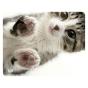 Tapete De Rato Tnb Gato 22X18Cm Tskitty - Preview