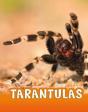 Tarantulas - Preview