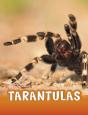 Tarantulas - Preview