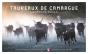 Taureaux De Camargue : Focus ; Camargue Bulls - Preview