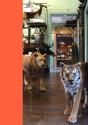 Taxidermy - Preview