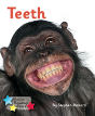 Teeth - Preview