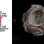 Telegraphic Memory - Vinil - Preview