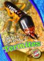 Termites - Preview