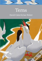Terns