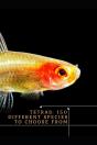 Tetras - Preview