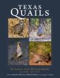 Texas Quails - Preview