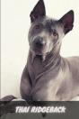 Thai Ridgeback - Preview