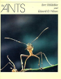 The Ants - Preview