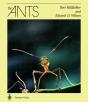 The Ants - Preview