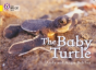 The Baby Turtle - Preview