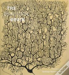 The Beautiful Brain