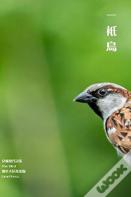The Bird