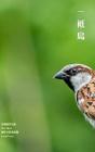 The Bird - Preview