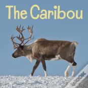 The Caribou
