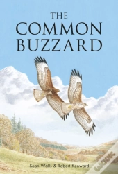 The Common Buzzard