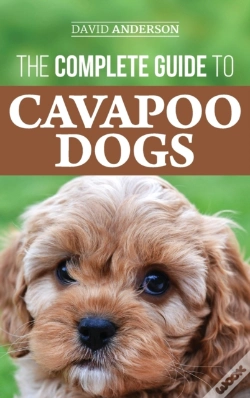 Capa do artigo The Complete Guide To Cavapoo Dogs
