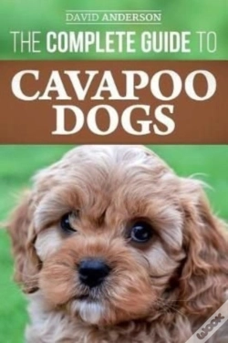 Capa do artigo The Complete Guide To Cavapoo Dogs