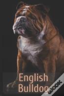 The Complete Guide To English Bulldog