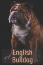 The Complete Guide To English Bulldog - Preview