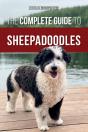 The Complete Guide To Sheepadoodles - Preview