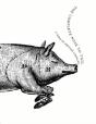 The Complete Nose To Tail - Preview