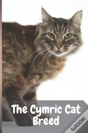 Capa do artigo The Cymric Cat Breed