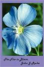 The Flax In Bloom - Preview