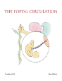 The Foetal Circulation - Preview
