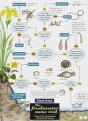 The Freshwater Name Trail - Preview