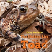 The Hidden Life Of A Toad