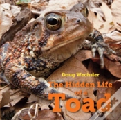 Capa do artigo The Hidden Life Of A Toad
