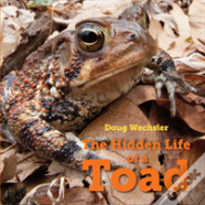 The Hidden Life Of A Toad