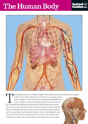 The Human Body - Preview