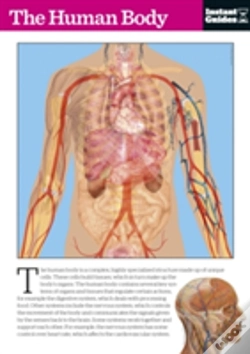Capa do artigo The Human Body