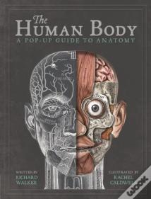 The Human Body