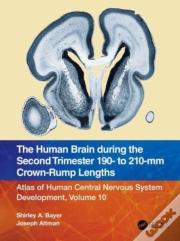 The Human Brain During The Second Trimester 190â€“ To 210â€“Mm Crown-Rump Lengths