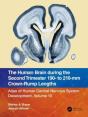 The Human Brain During The Second Trimester 190â€“ To 210â€“Mm Crown-Rump Lengths - Preview